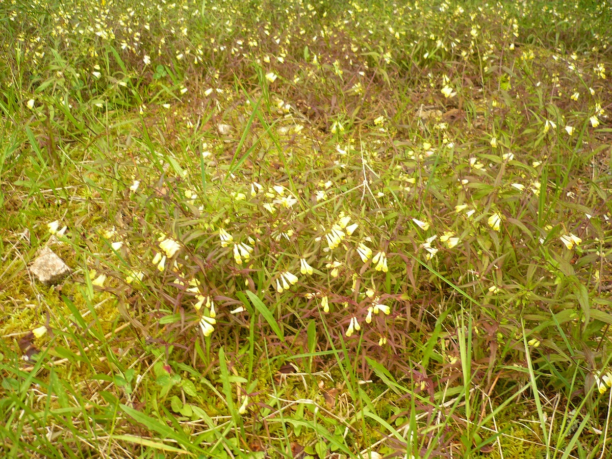 Melampyrum pratense (Orobanchaceae)